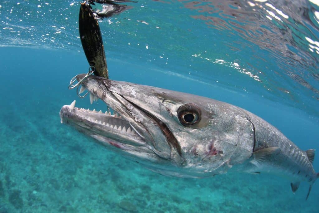 Big barracuda caught while fishing a stick bait fishing lure