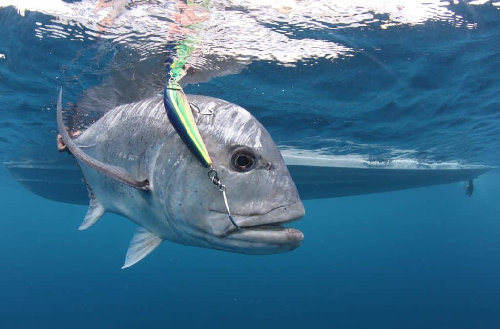 Underwater giant trevally with a fishing lure in its mouth
