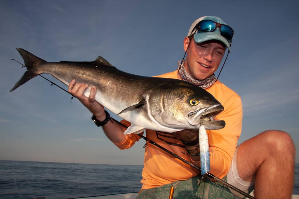 Big bluefish caught in the Race