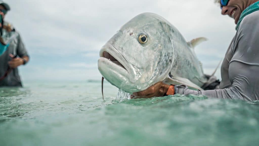 Large trevally brought to the boat