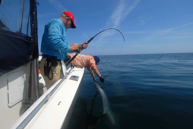 Thresher and blue shark frenzy off the coast of Maine