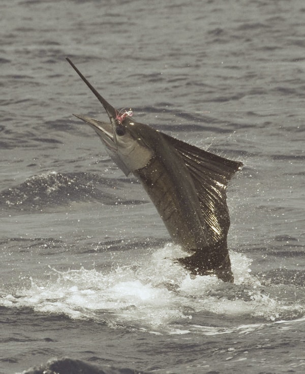 81_pacific sailfish.jpg