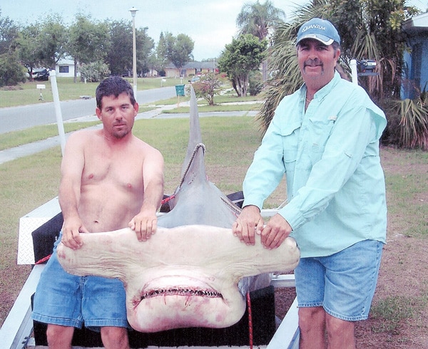 86_great hammerhead shark_at_dennis.jpg