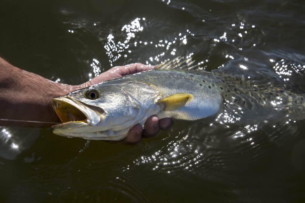 Trout caught fishing