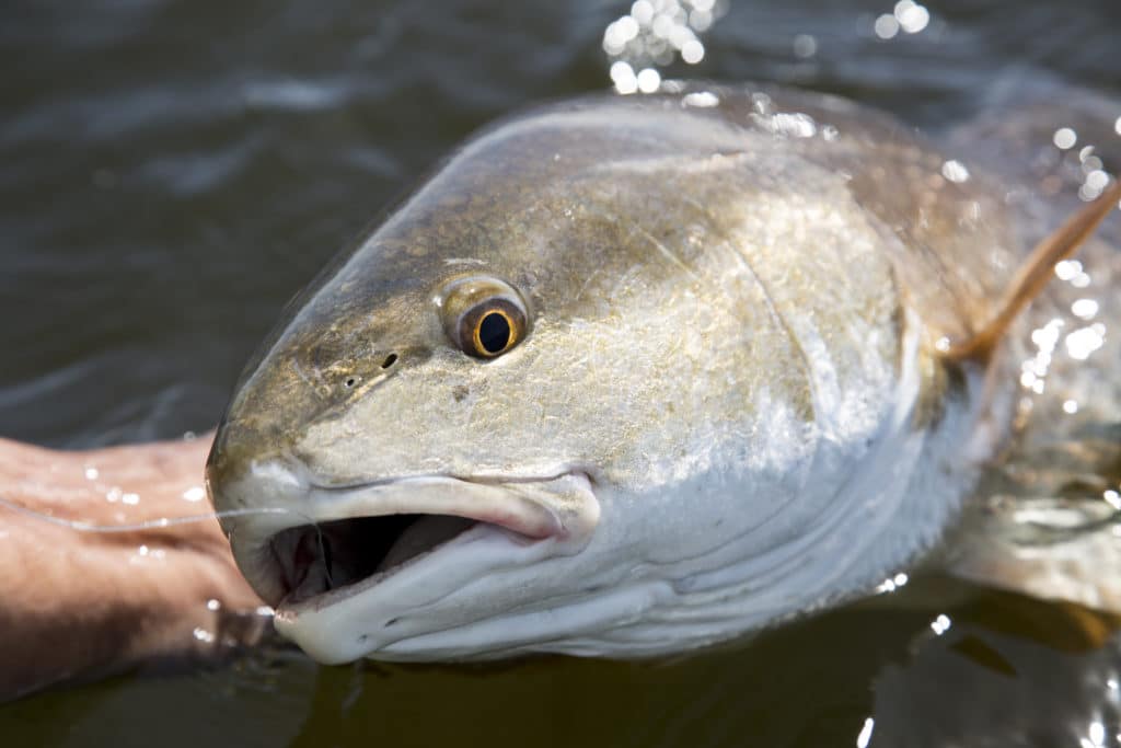 Redfish caught fishing Boca Grande, Florida