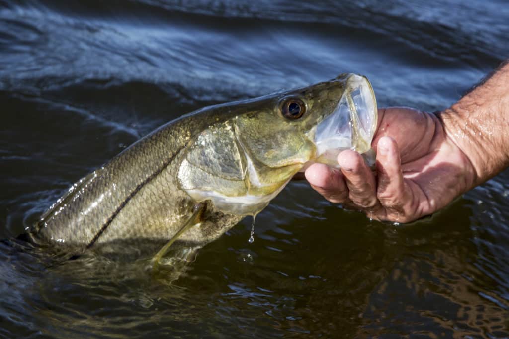 Snook fish caught fishing Boca Grande, Florida