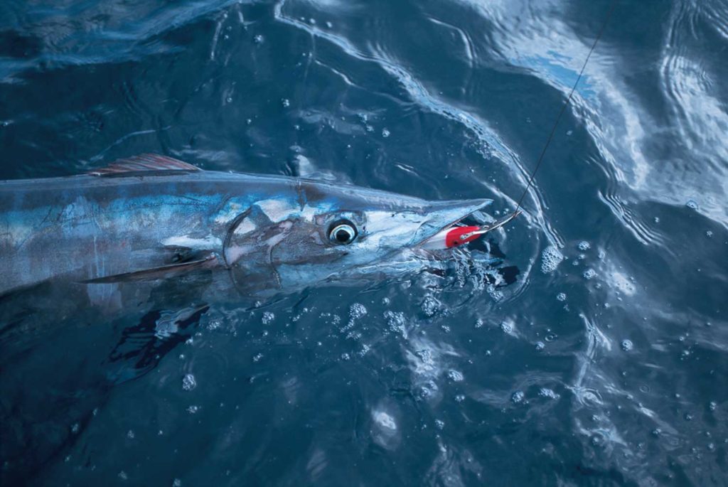 Wahoo caught in the Gulf of Mexico