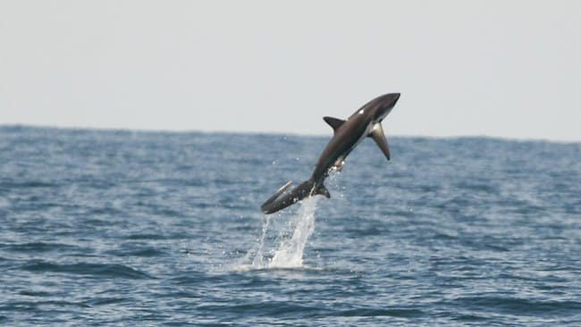 Leaping thresher shark caught on camera