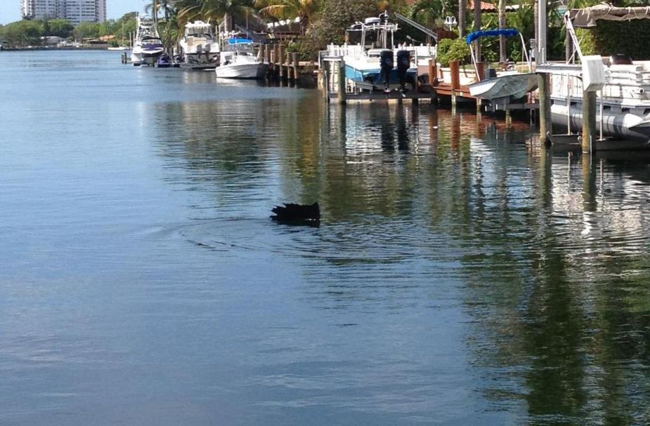 Sailfish Feeds in Marina Canal