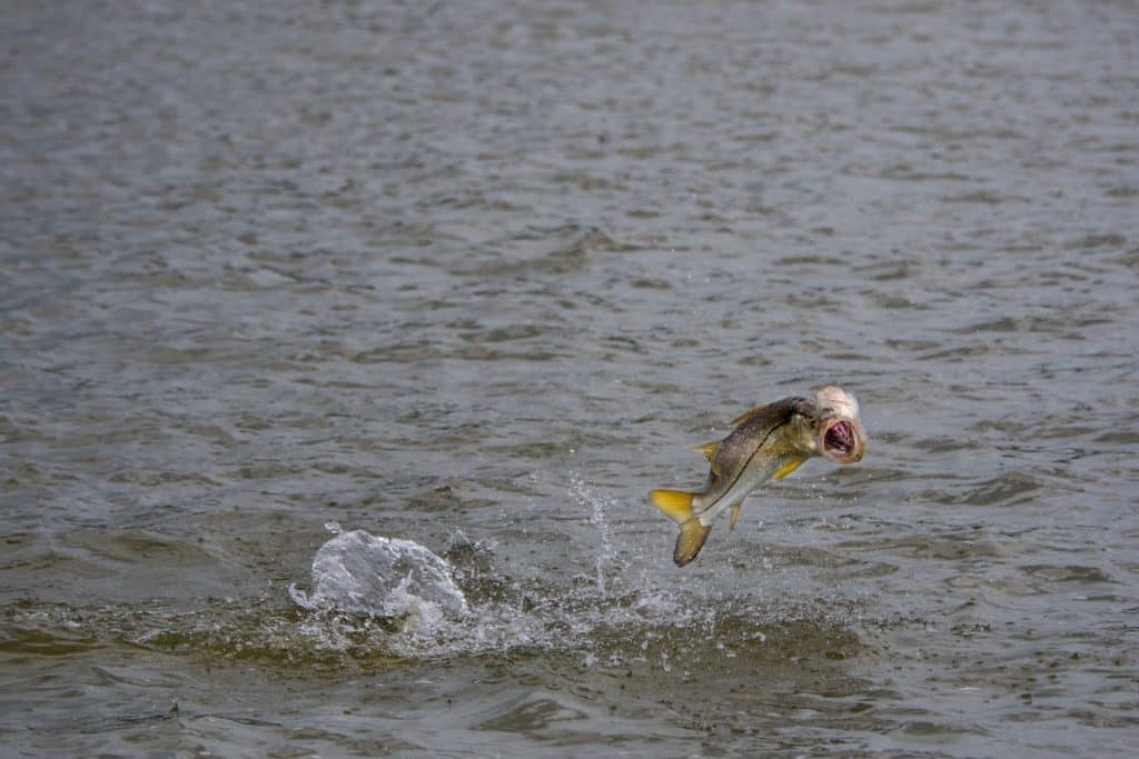 Snook jumping