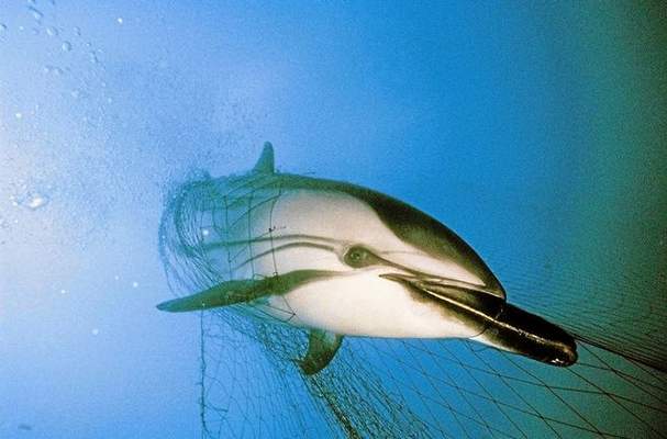 New Rules Would Limit Gill-Net Bycatch in California