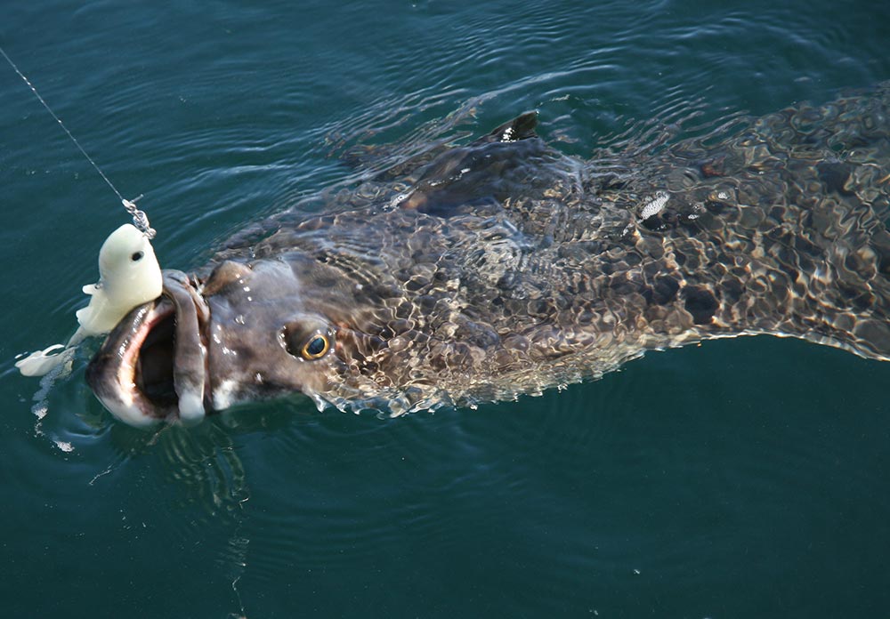 Giant Atlantic Halibut Caught in Norway