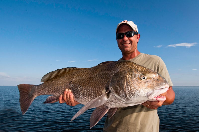 Sight-Casting to Florida Giants: Black Drum in Tampa Bay