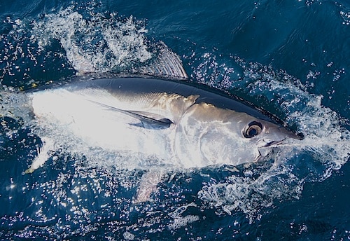 Bluefin Tuna 1