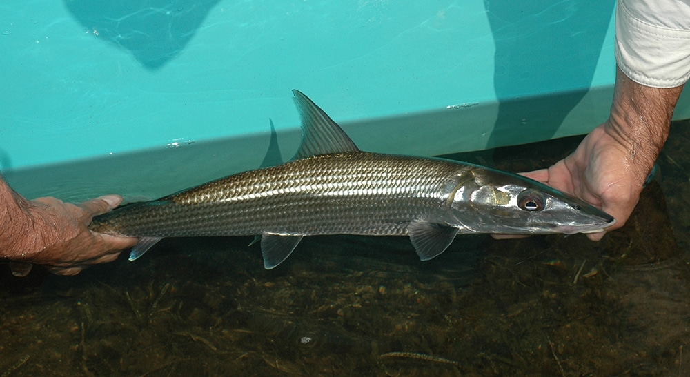 Bonefish Release