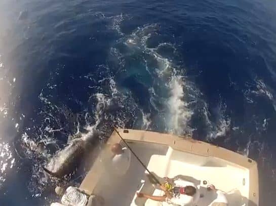 blue marlin release