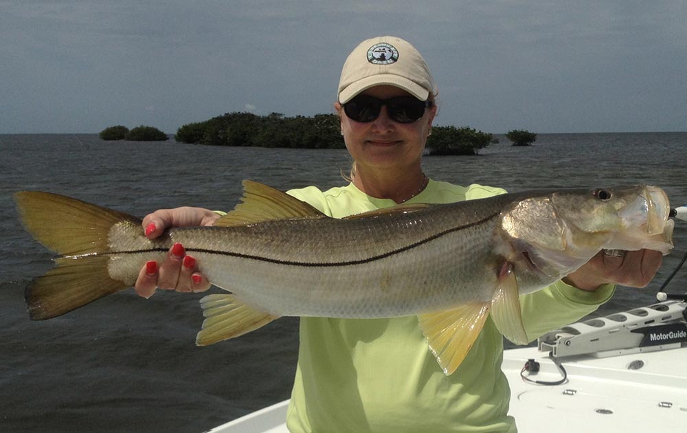 Charlotte Harbor snook