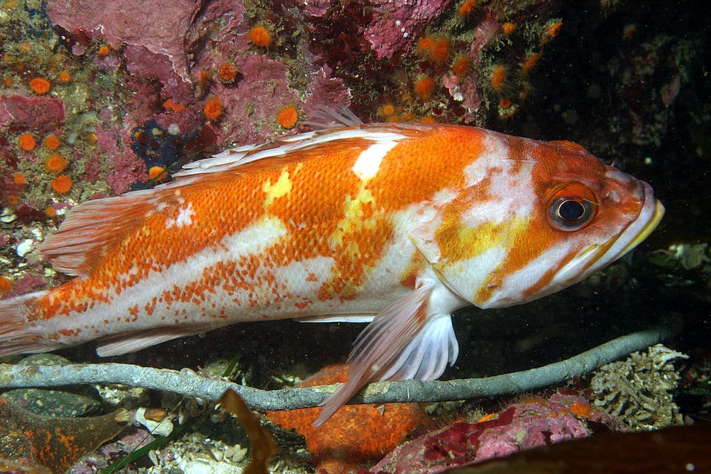 Mercury Found in High Levels in California Ocean Fish