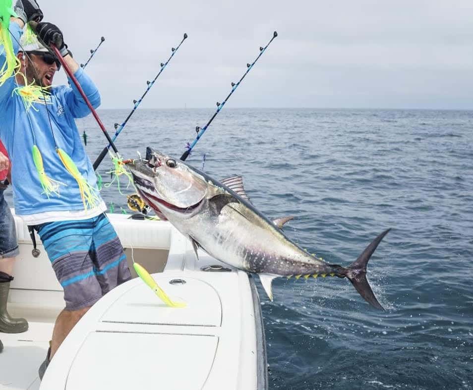 Yellowfin tuna caught using side-tracking spreader bars