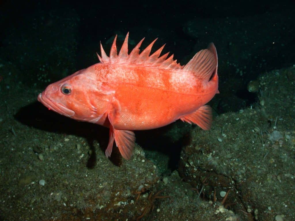 Fear of Incidental Cowcod Catches Trigger More Depth Restrictions for Southern California Ocean Anglers