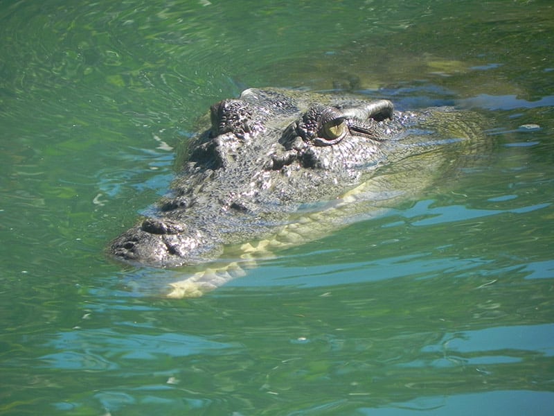 Australian crocodile