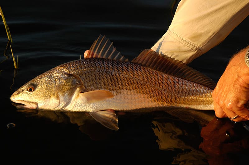 Georgia redfish