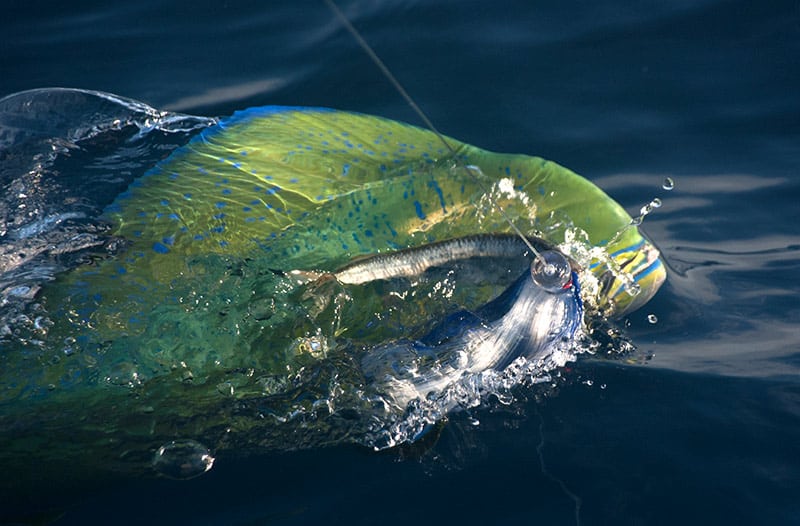 dolphin tagging off Florida