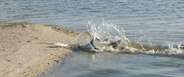 beach shark blog