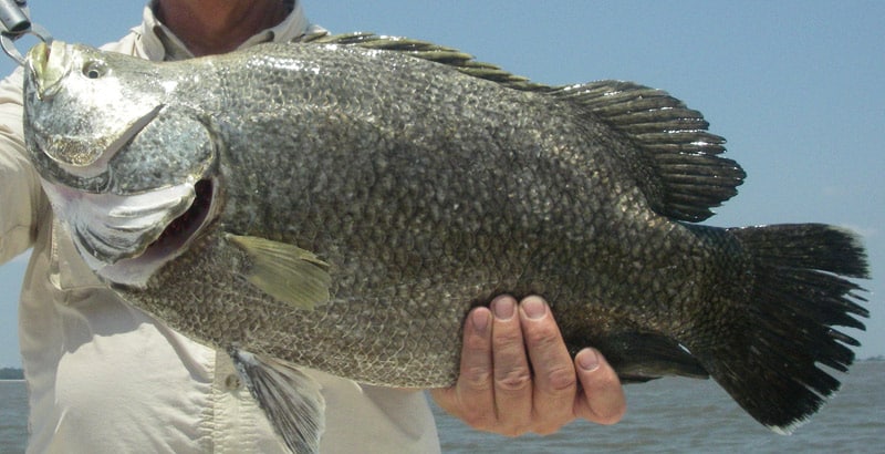 Tagged tripletail off Georgia