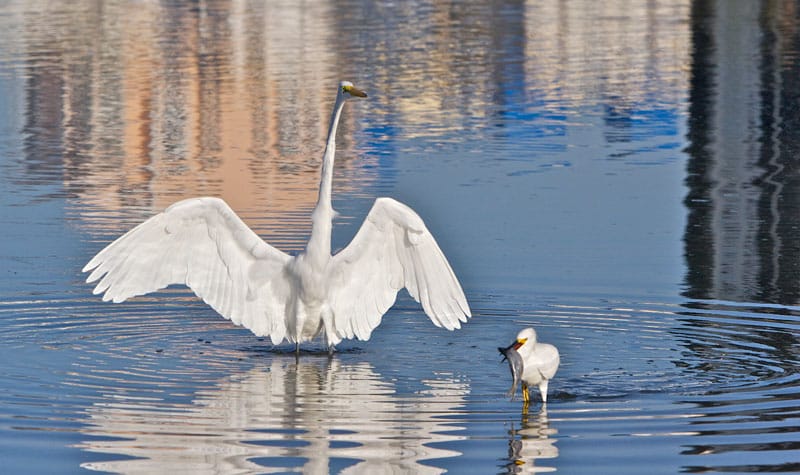 giant-and-snowy-egret---size-doesn't-matter.jpg