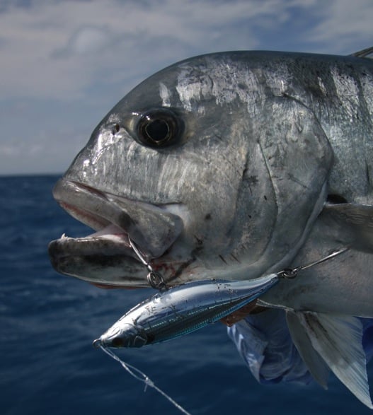 giant_trevally_great_barrier_reef_australia_3.jpg