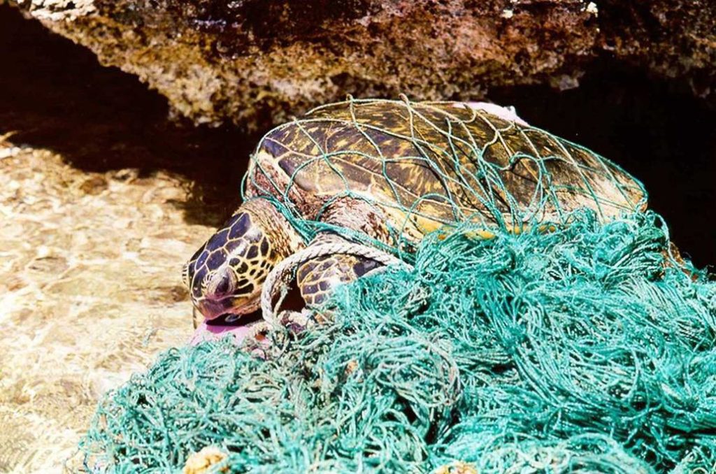 Turtle caught in a net