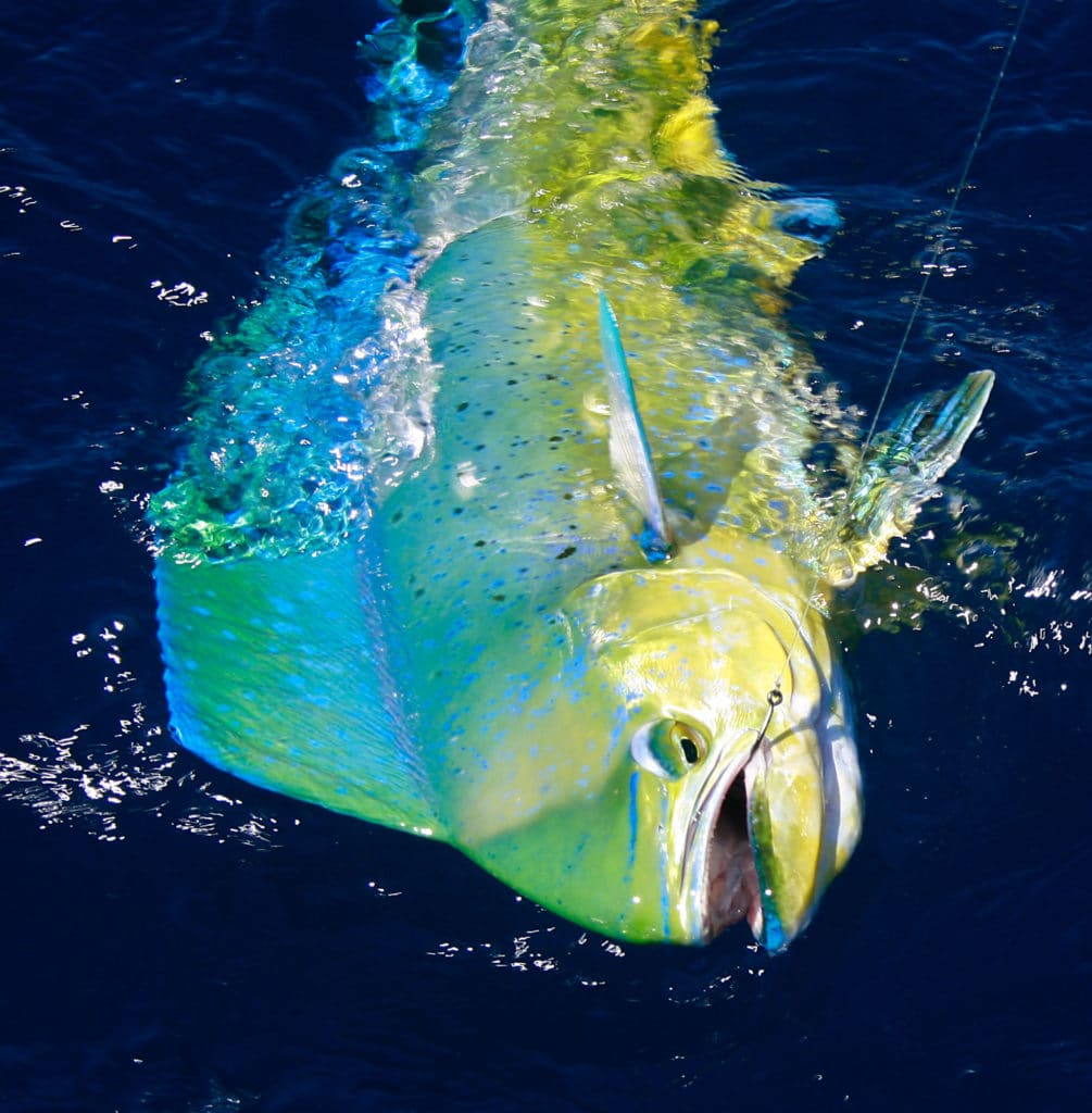 Brightly colored dorado caught offshore