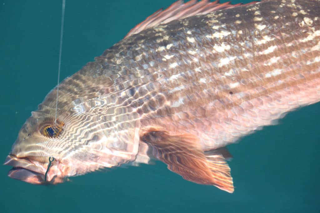 Mullet snapper caught off La Paz