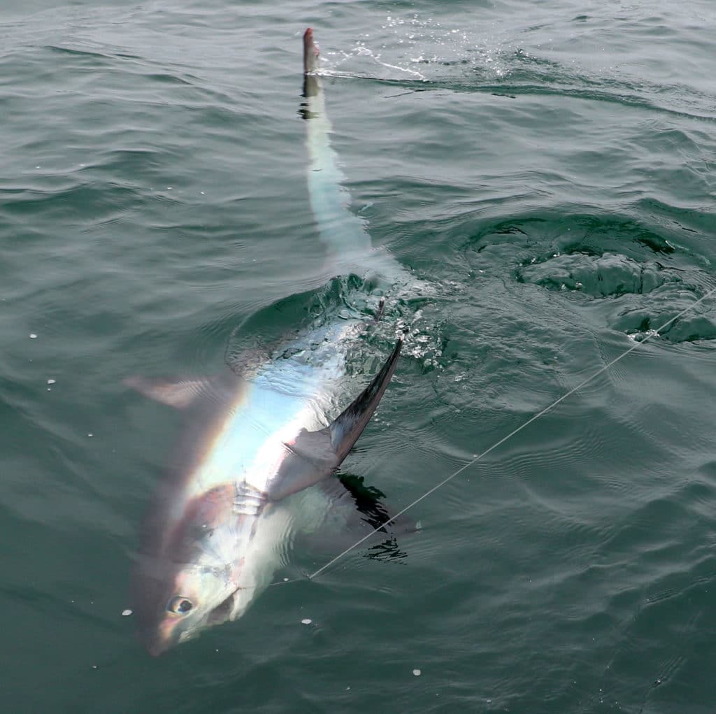 Light Tackle Thresher Shark Action in Southern California