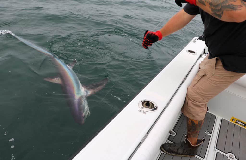 Thresher shark caught using a circle hook