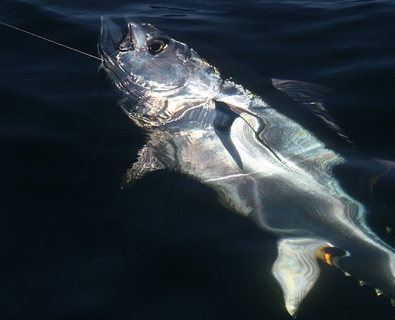 giant bluefin tagging