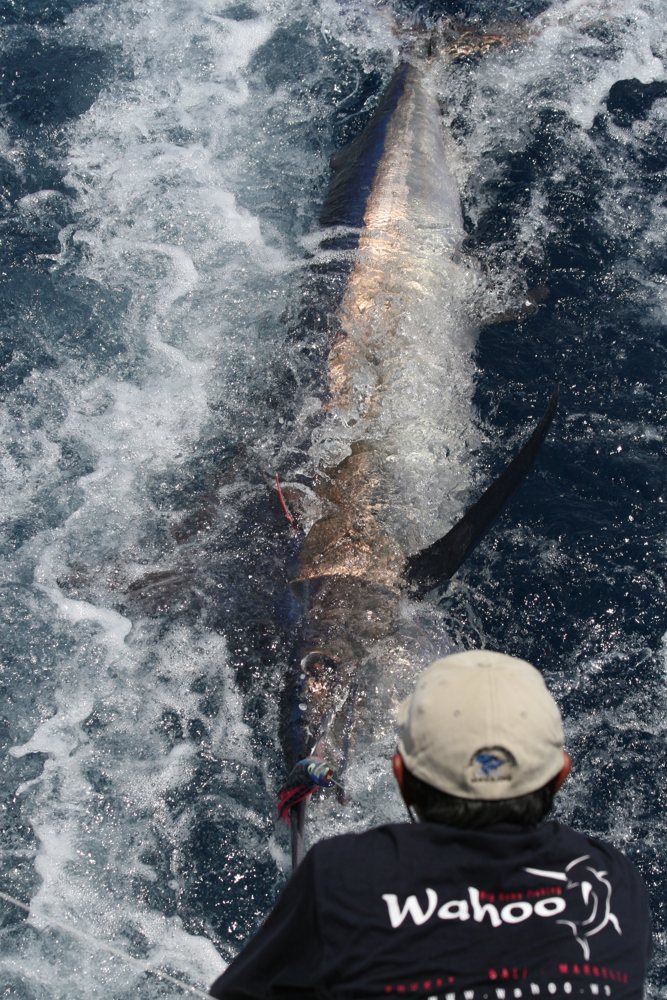 Marlin by the boat, ready to release