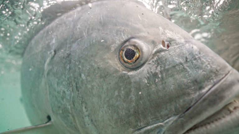 Giant trevally closeup