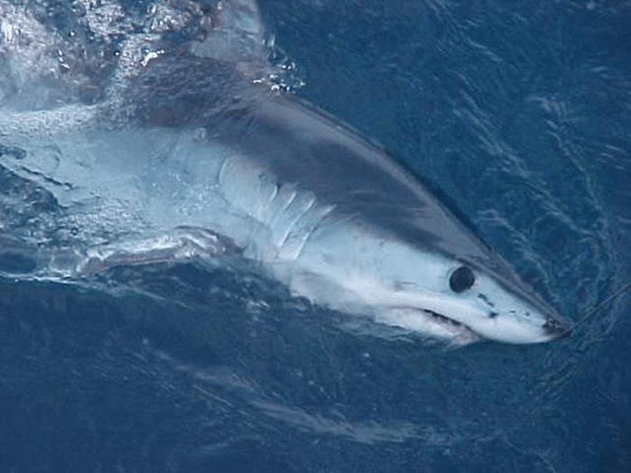 Mako Shark