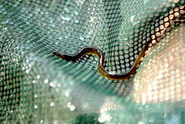 Juvenile Eel