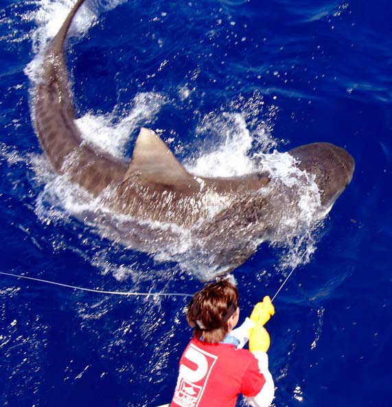 Huge Tiger Sharks Hooked off Florida Keys!