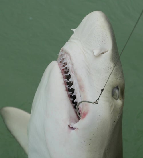 Lemon Shark