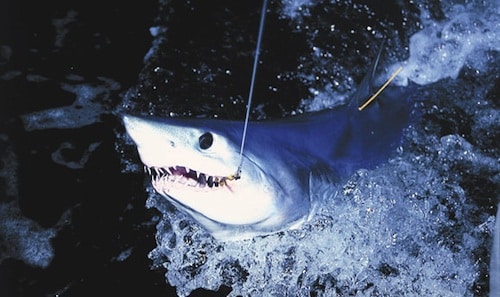 mako shark