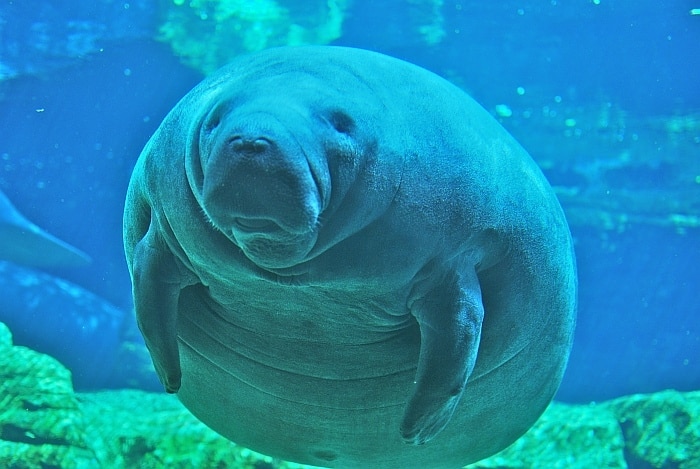 Killer manatee?