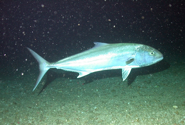 Greater Amberjack