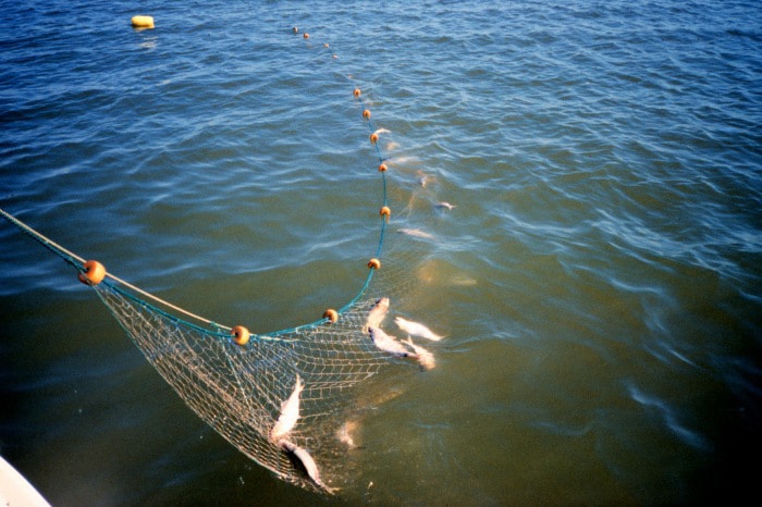 Gill Net Photo