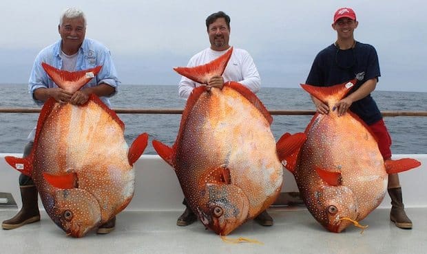 Extraordinary Event: Three Opah at Once