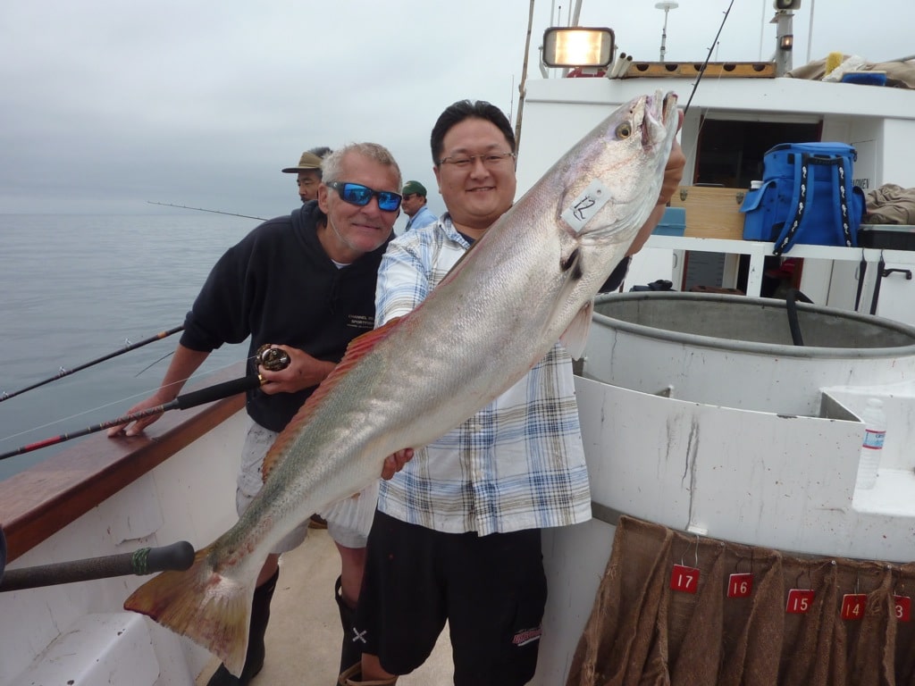 Channel Islands Whites and 'Buts