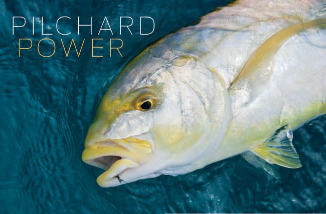 Pilchard Power